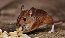 24 Hour & Emergency Exterminators in Hbg, PA